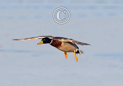 Mallard Drake in Flight DM1648